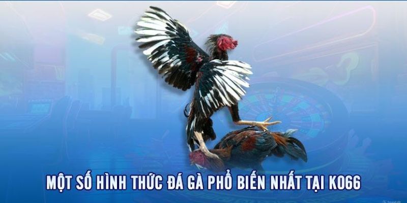 Các thể loại đá gà thu hút đông đảo người chơi nhất trên KO66