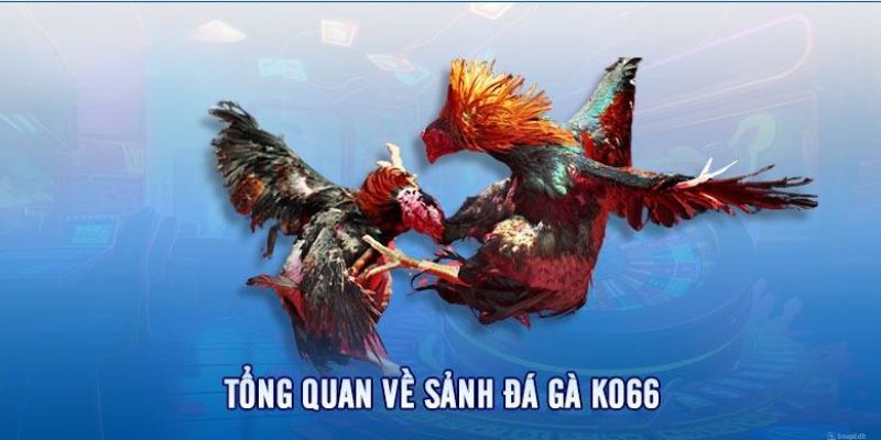 Tổng hợp thông tin chi tiết về sân chơi đá gà tại KO66