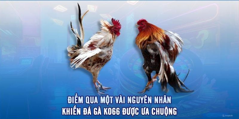 Những điểm độc đáo đã thu hút người chơi đến với đá gà KO66